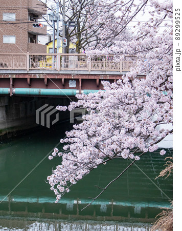 大岡川の桜風景 89299525