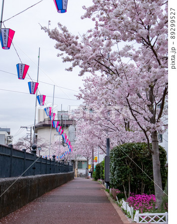 大岡川の桜風景 89299527
