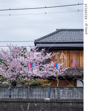 大岡川の桜風景 大岡川の桜風景 89299529