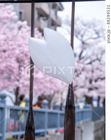 大岡川の桜風景 89299531