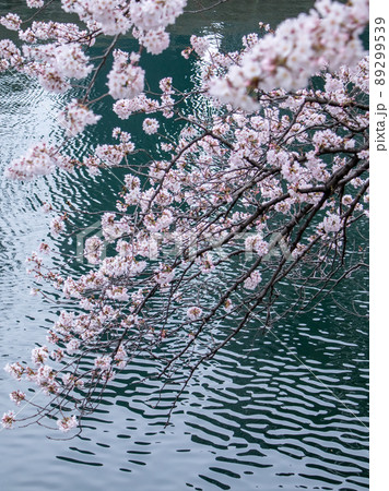 大岡川の桜風景 89299539
