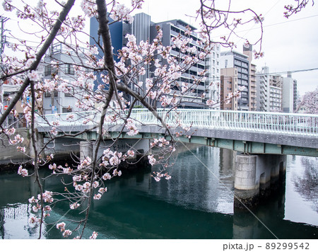 大岡川の桜風景 大岡川の桜風景 89299542