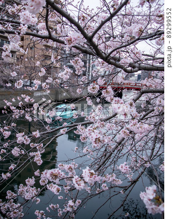 大岡川の桜風景 89299552