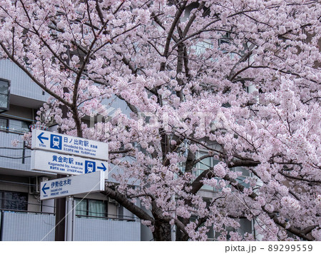 大岡川の桜風景 89299559