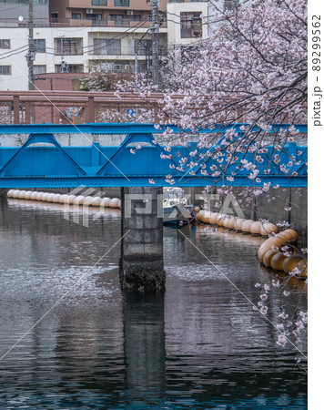 大岡川の桜風景 89299562
