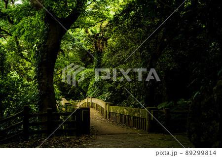 森の中に架かる橋 89299814