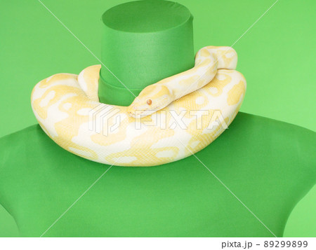 首に巻き付くアルビノの蛇 首に巻き付くアルビノの蛇 89299899