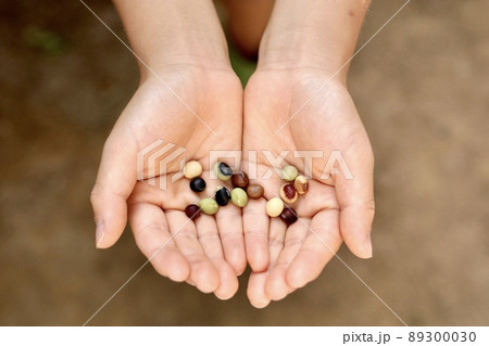 未来の種と子どもの手 未来の種と子どもの手 89300030