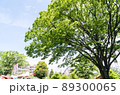 よみうりランド遊園地　豊かな自然　大きな木　東京都稲城市 89300065