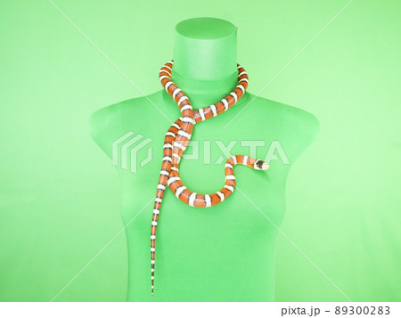 ミルクスネークを首にかけたマネキン 89300283