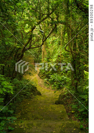森の奥まで続く歩道 89300298