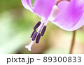 カタクリ 北海道樺戸郡浦臼町 浦臼神社 エゾエンゴサク 89300833