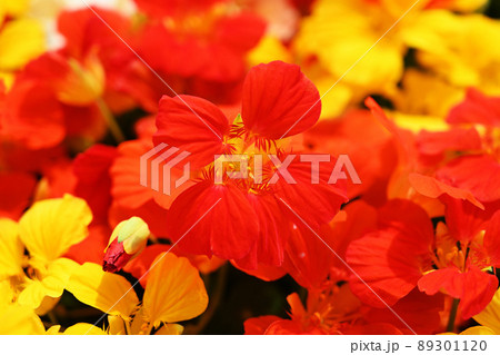 ナスタチウム 89301120