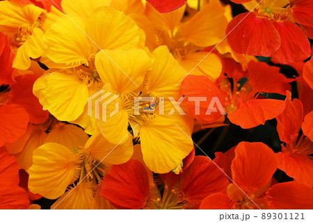 ナスタチウム 89301121