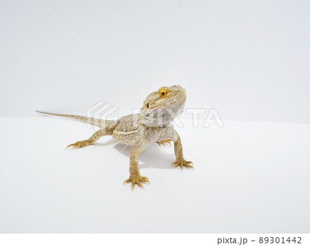前脚を伸ばして頭をあげるフトアゴヒゲトカゲ 89301442