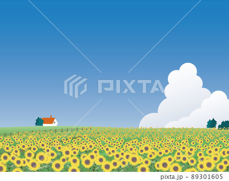 北海道のひまわり畑 89301605