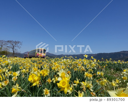 ローカル線とスイセン　水仙　すいせん 89301700