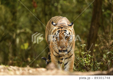 wild bengal huge male tiger walking head on portrait eye contact in natural green background outdoor wildlife safari at kanha national park forest madhya pradesh india asia - panthera tigris tigris wild bengal huge male tiger walking head on portrait eye contact in natural green background outdoor wildlife safari at kanha national park forest madhya pradesh india asia - panthera tigris tigris 89301748