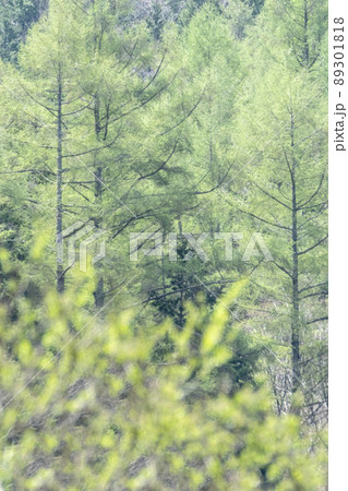 背景素材 森の新緑・初夏のイメージ 背景素材 森の新緑・初夏のイメージ 89301818