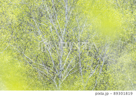 背景素材　森の新緑・初夏のイメージ 89301819