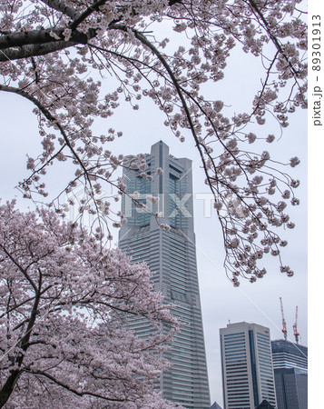 汽車道に咲く桜 89301913