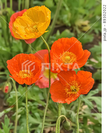 カリフォルニアポピー 89302022