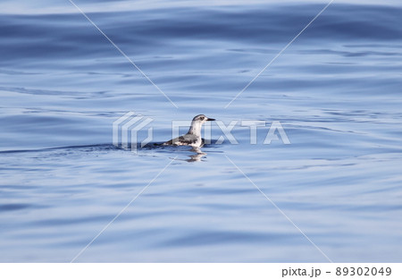 海上に浮くアリューシャンウミバトの冬羽 89302049