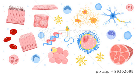 Human Cells Bacteria Set 89302099