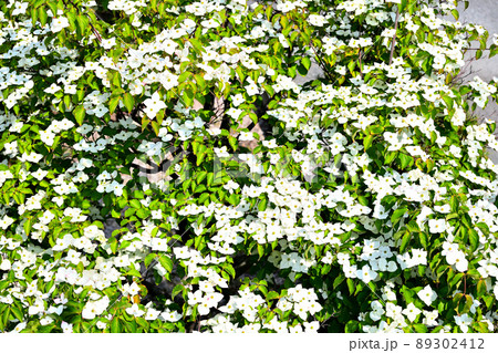 庭に咲くヤマボウシの花 89302412