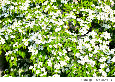 庭に咲くヤマボウシの花 89302413