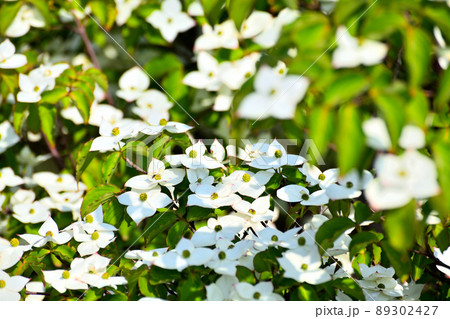 庭に咲くヤマボウシの花 庭に咲くヤマボウシの花 89302427