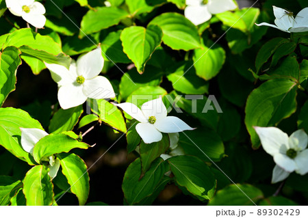 庭に咲くヤマボウシの花 庭に咲くヤマボウシの花 89302429