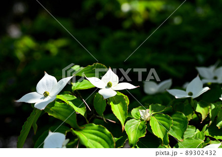庭に咲くヤマボウシの花 庭に咲くヤマボウシの花 89302432