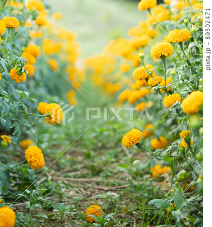 Bright yellow marigold flowers in garden. selective focus. Bright yellow marigold flowers in garden. selective focus. 89302471