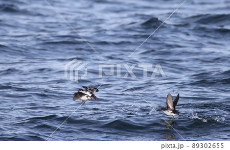 海上から飛び立つコウミスズメの群れ 89302655