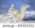 白リス　エゾリスのアルビノ 北海道　白いリス 89303352