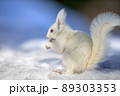 白リス　エゾリスのアルビノ 北海道　白いリス 89303353