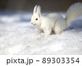 白リス　エゾリスのアルビノ 北海道　白いリス 89303354