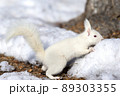 白リス　エゾリスのアルビノ 北海道　白いリス 89303355