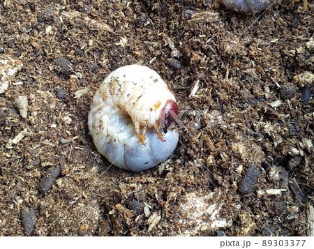 カブトムシの幼虫 89303377