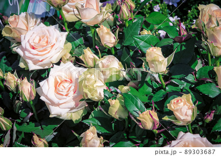 beautiful delicate spring flower. flowers pink roses 89303687