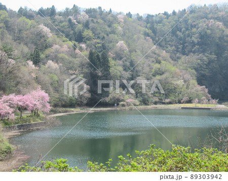 4月 春うらら 桜満開とダムの噴水 4月 春うらら 桜満開とダムの噴水 89303942