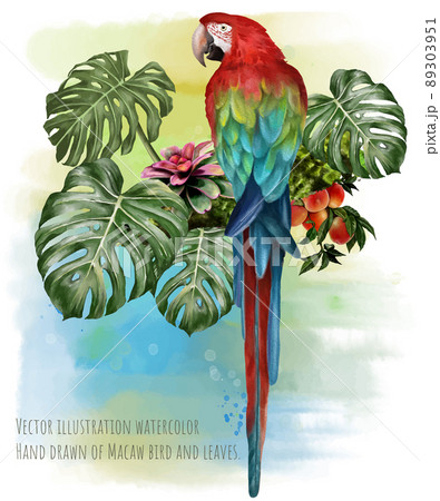Vector illustration watercolor of Macaw bird and tropical leaves. 89303951