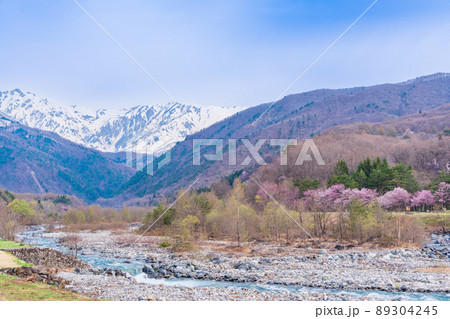 （長野県）桜が咲いた白馬村の松川、北アルプス展望 89304245