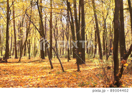 Calm fall season. Beautiful landscape with road in autumn forest. Maples trees with yellow and orange leaves Calm fall season. Beautiful landscape with road in autumn forest. Maples trees with yellow and orange leaves 89304402