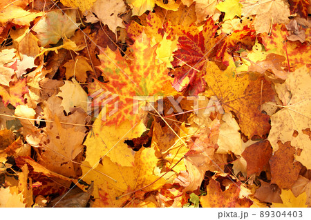 Calm fall season. Sunny beautiful nature autumn background with maple leaves Calm fall season. Sunny beautiful nature autumn background with maple leaves 89304403