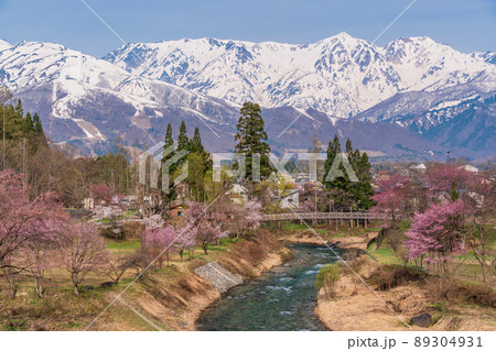 （長野県）桜が咲いた大出公園、北アルプスの展望 89304931