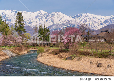 （長野県）桜が咲いた大出公園、北アルプスの展望 89304970