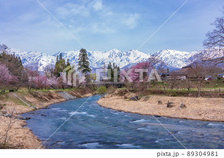 （長野県）桜が咲いた大出公園、北アルプスの展望 89304981