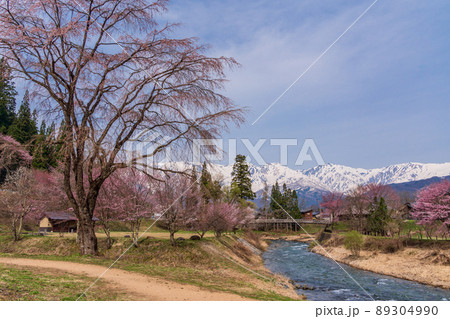 （長野県）桜が咲いた大出公園、北アルプスの展望 89304990